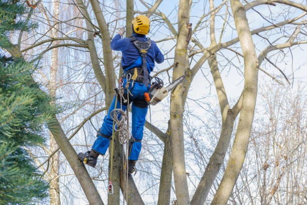 Best Tree and Shrub Care  in Progress Village, FL