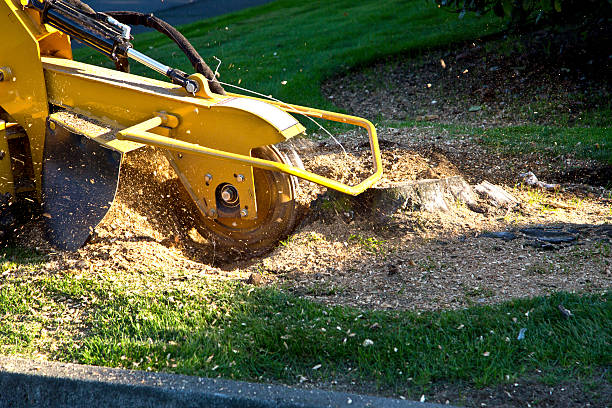 Best Weed Control  in Progress Village, FL