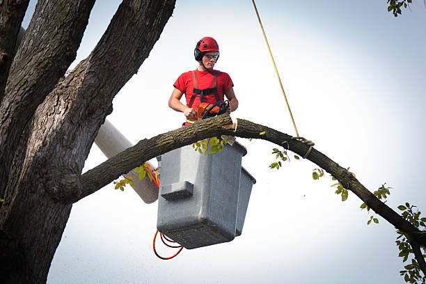 How Our Tree Care Process Works  in  Progress Village, FL